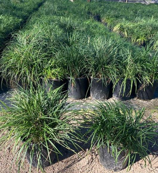 Ophiopogon japonicus Mondo Grass, Lilyturf