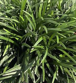 Ophiopogon japonicus Mondo Grass, Lilyturf