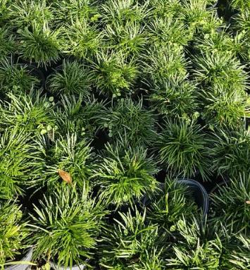 Ophiopogon japonicus Mondo Grass, Lilyturf