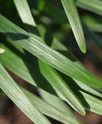 Ophiopogon japonicus Mondo Grass, Lilyturf