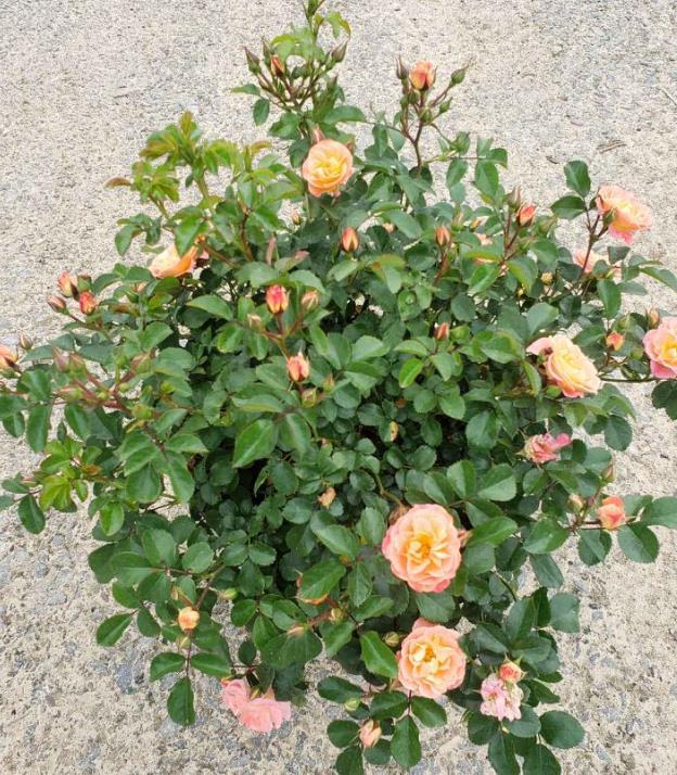 Rosa 'Meiggili' Peach Drift® Rose
