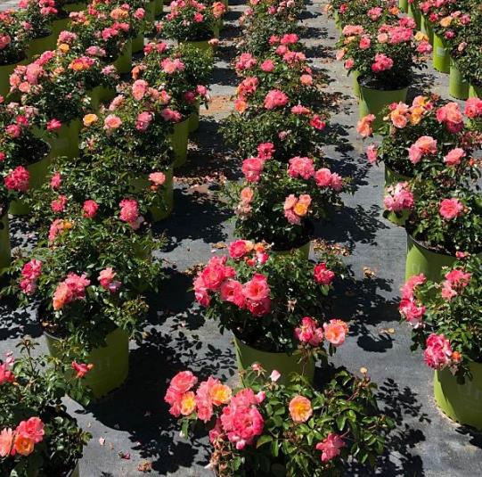 Rosa 'Meiggili' Peach Drift® Rose