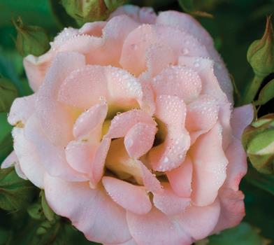 Rosa 'Meiggili' Peach Drift® Rose
