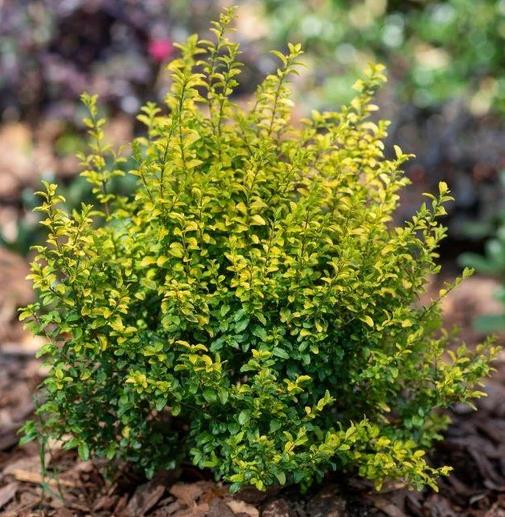 Ligustrum sinense 'Sunshine' 'Sunshine' Ligustrum