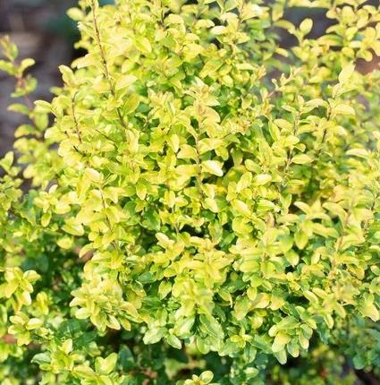 Ligustrum sinense 'Sunshine' 'Sunshine' Ligustrum