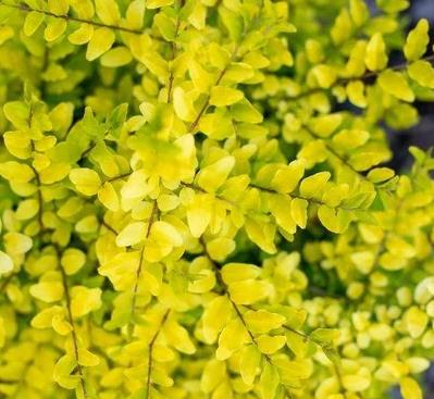 Ligustrum sinense 'Sunshine' 'Sunshine' Ligustrum