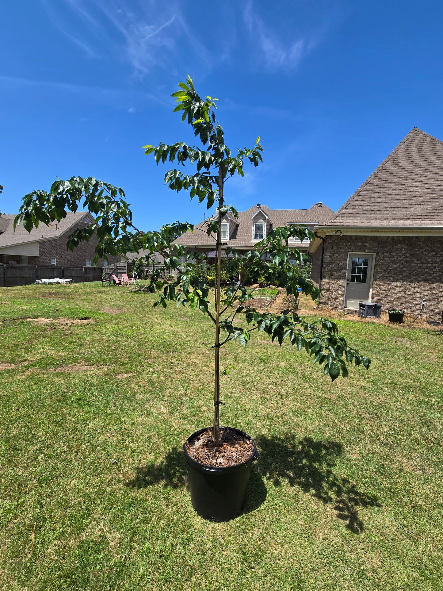 Yoshino Cherry (Prunus yedoensis)