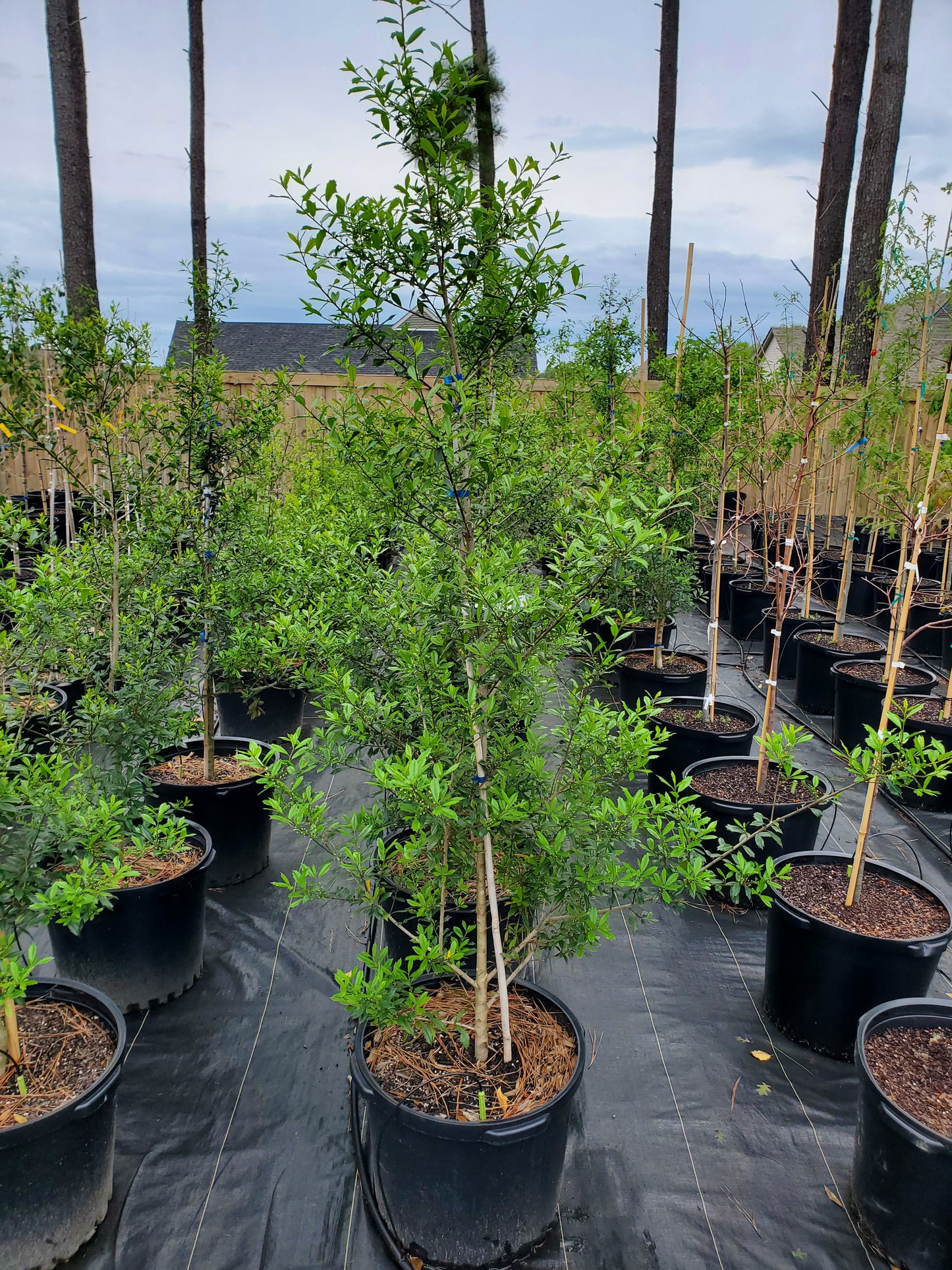 Foster Holly Ilex x attenuata 'Fosteri' Holly 'Fosters'