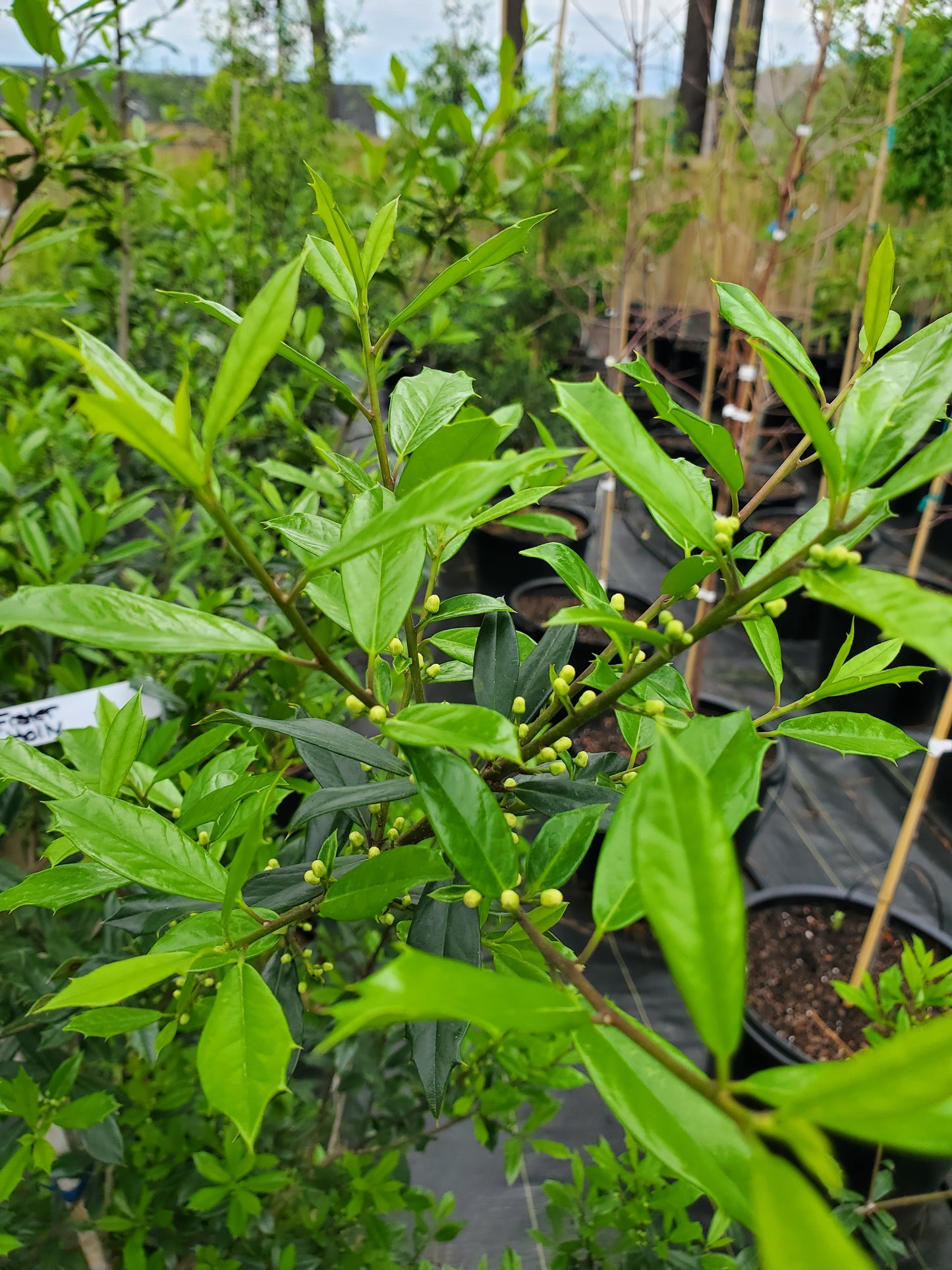 Foster Holly Ilex x attenuata 'Fosteri' Holly 'Fosters'