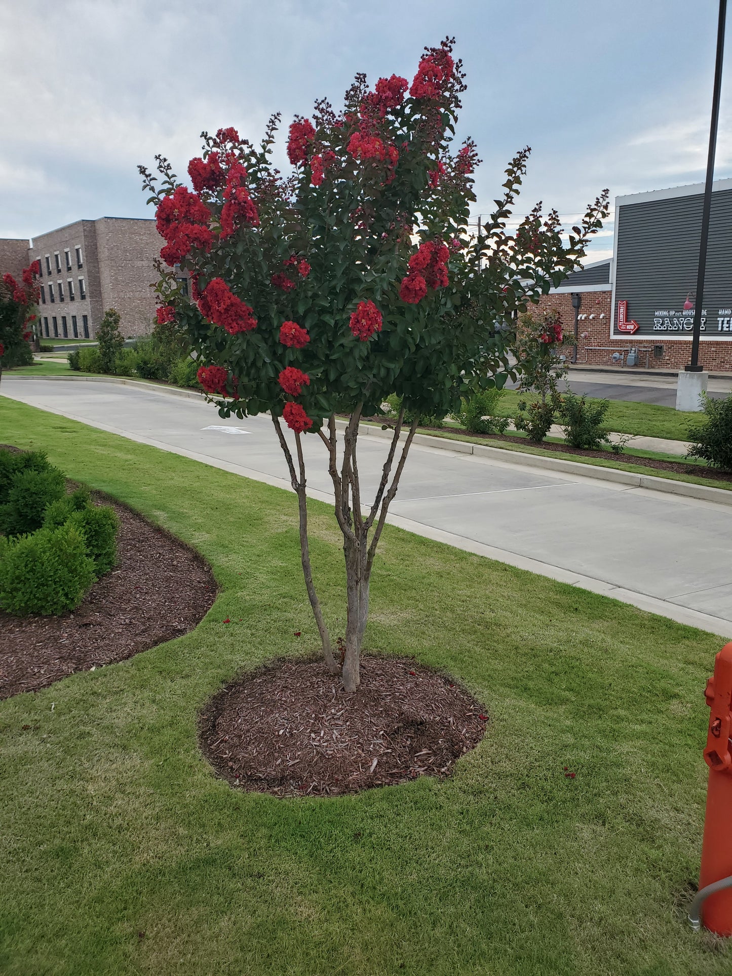 Crape Myrtle Lagerstroemia 'Colorama Scarlet', Color Red