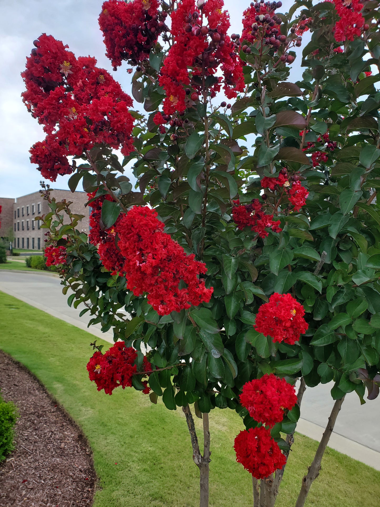 Crape Myrtle Lagerstroemia 'Colorama Scarlet', Color Red