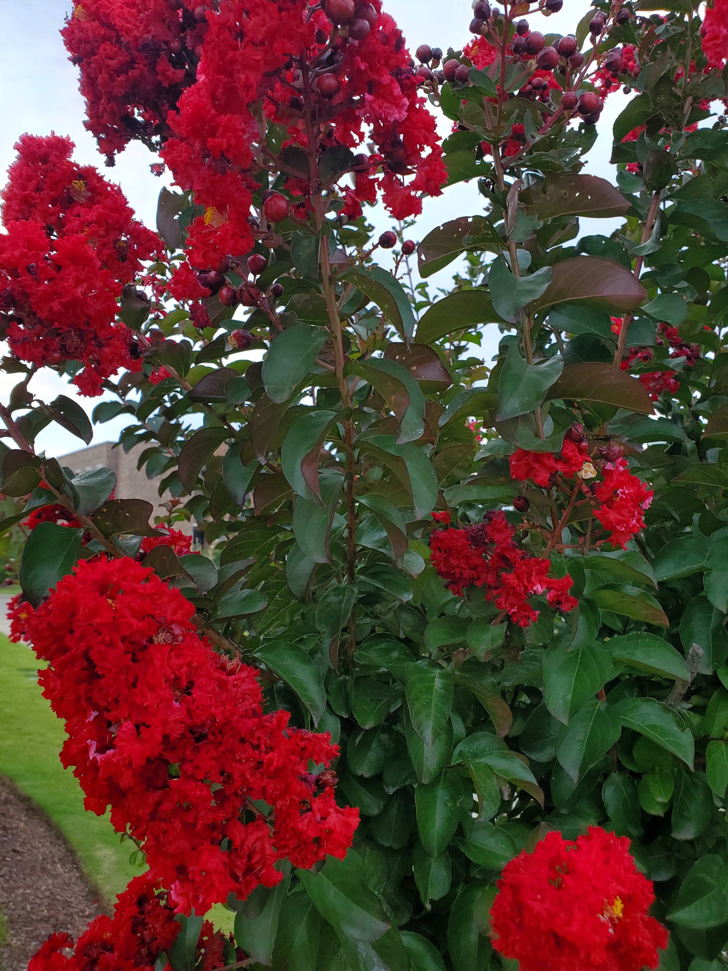 Crape Myrtle Lagerstroemia 'Colorama Scarlet', Color Red