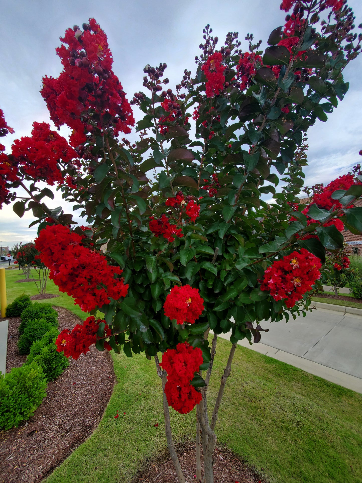 Crape Myrtle Lagerstroemia 'Colorama Scarlet', Color Red