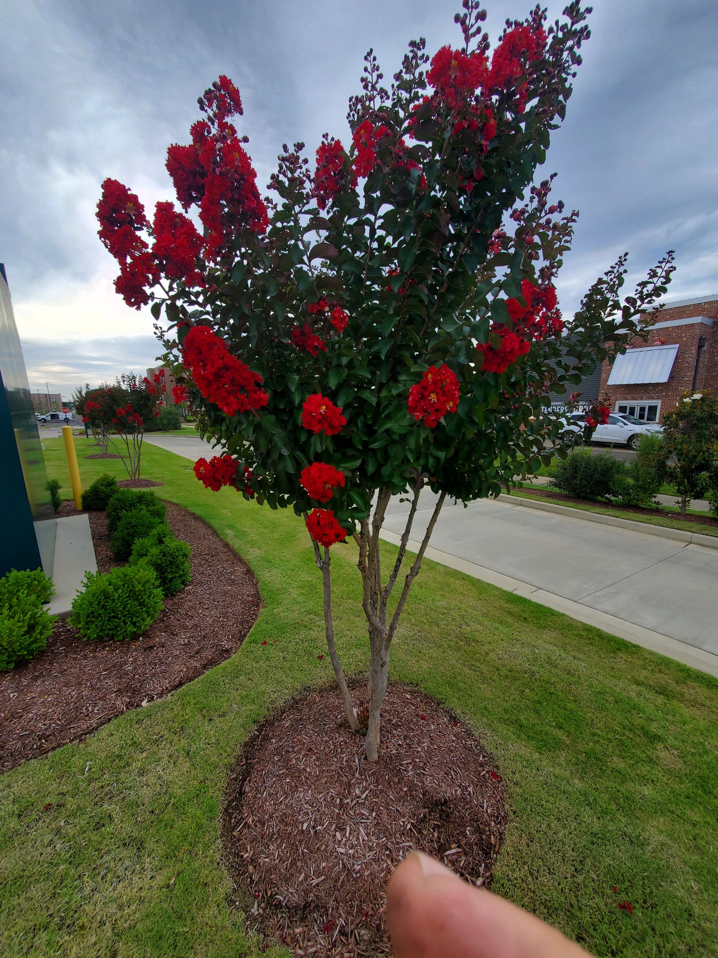 Crape Myrtle Lagerstroemia 'Colorama Scarlet', Color Red