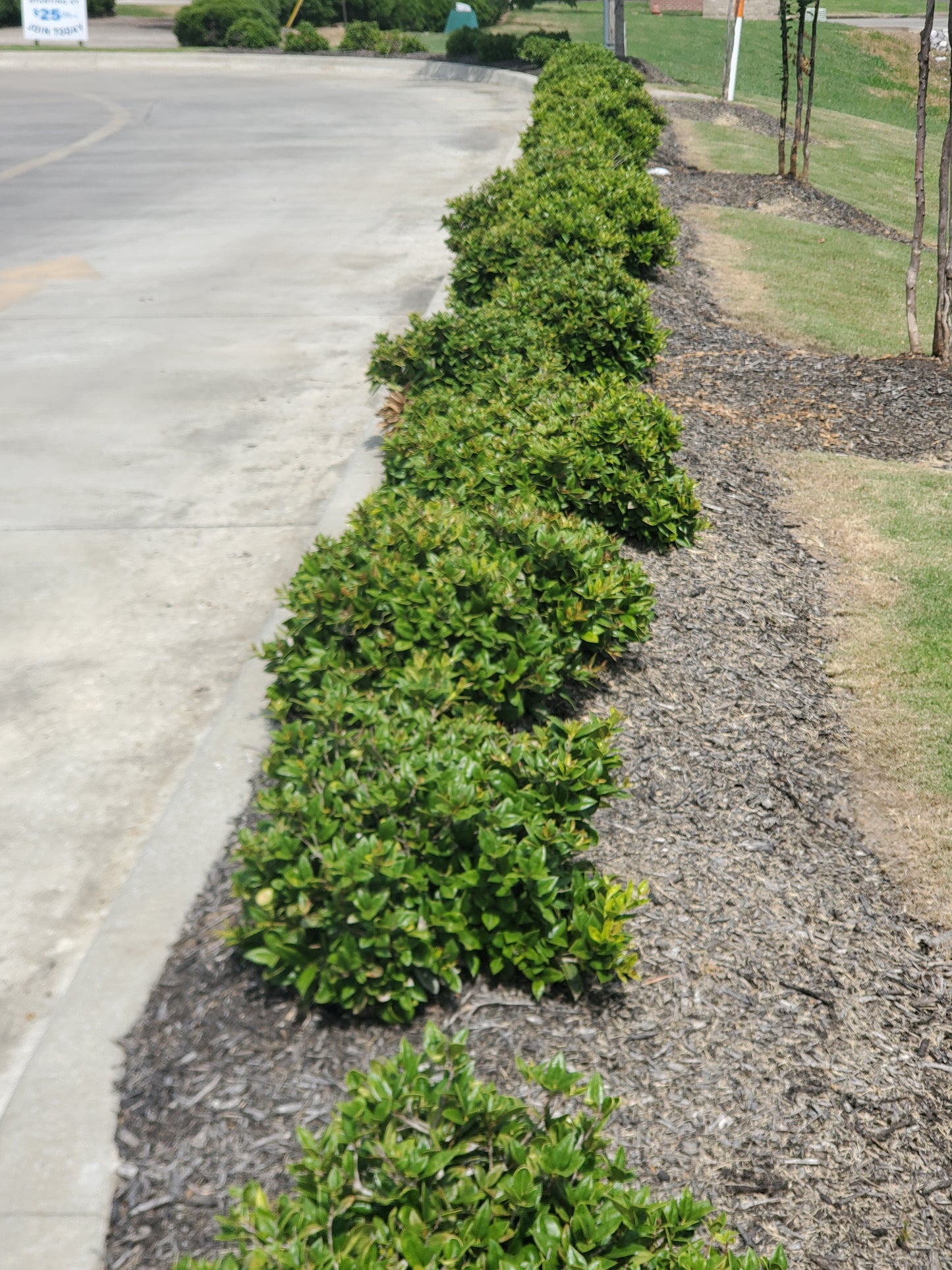 Dwarf Yaupon Holly 'Ilex vomitoria 'Nana'