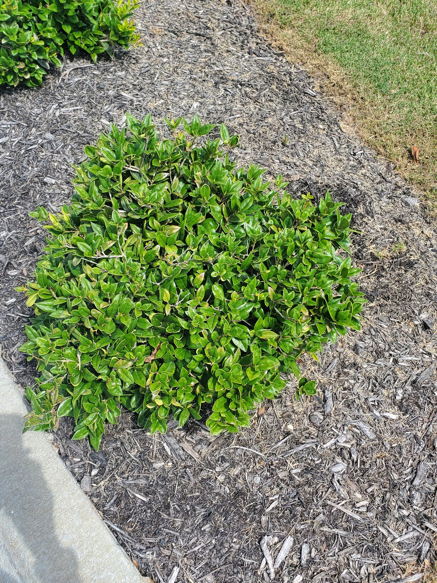 Dwarf Yaupon Holly 'Ilex vomitoria 'Nana'