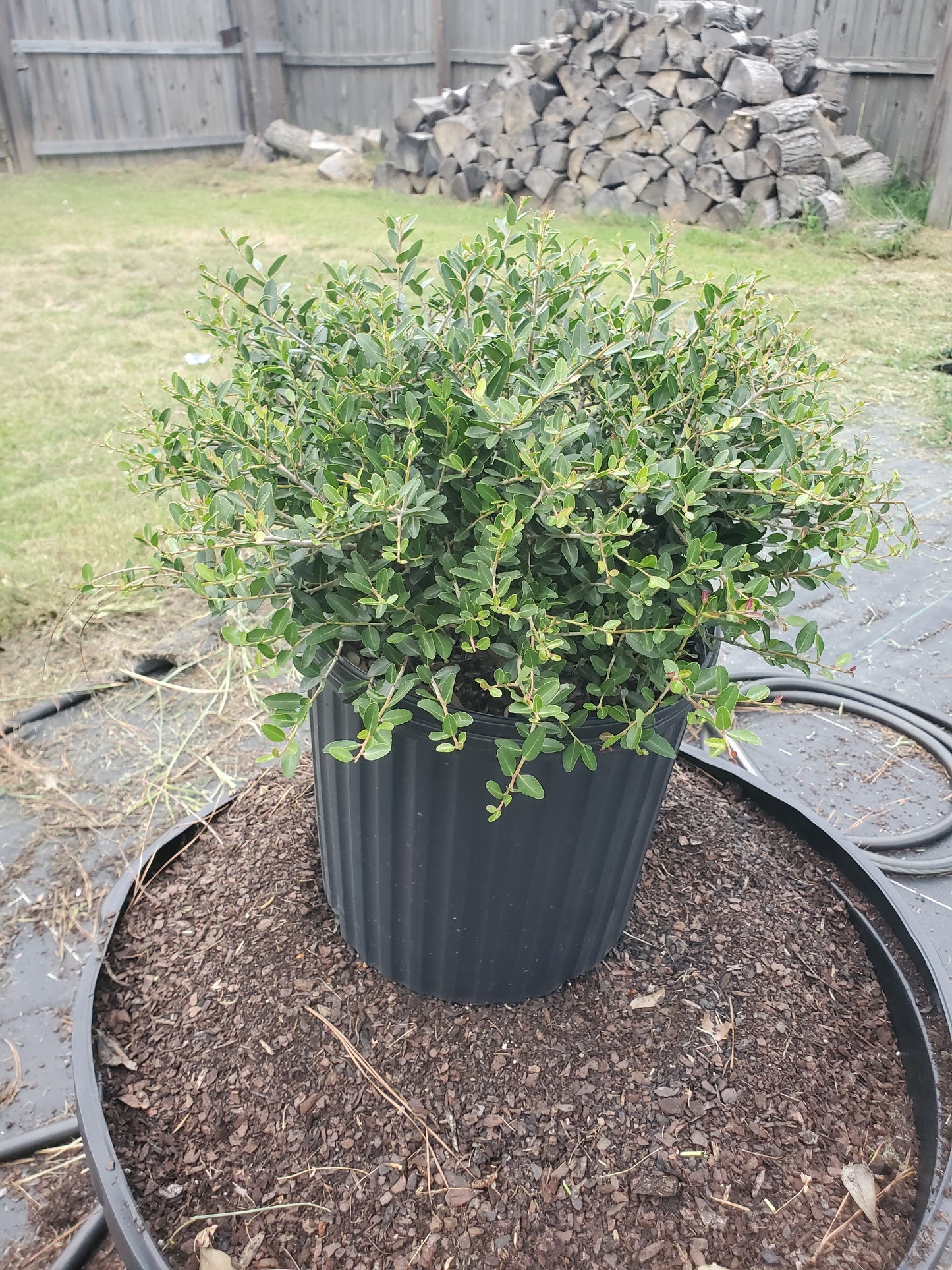 Dwarf Yaupon Holly 'Ilex vomitoria 'Nana'