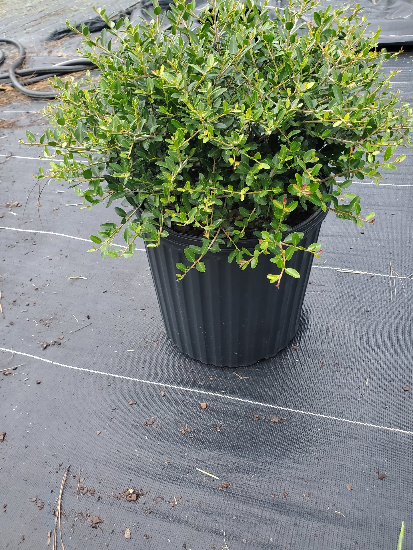 Dwarf Yaupon Holly 'Ilex vomitoria 'Nana'