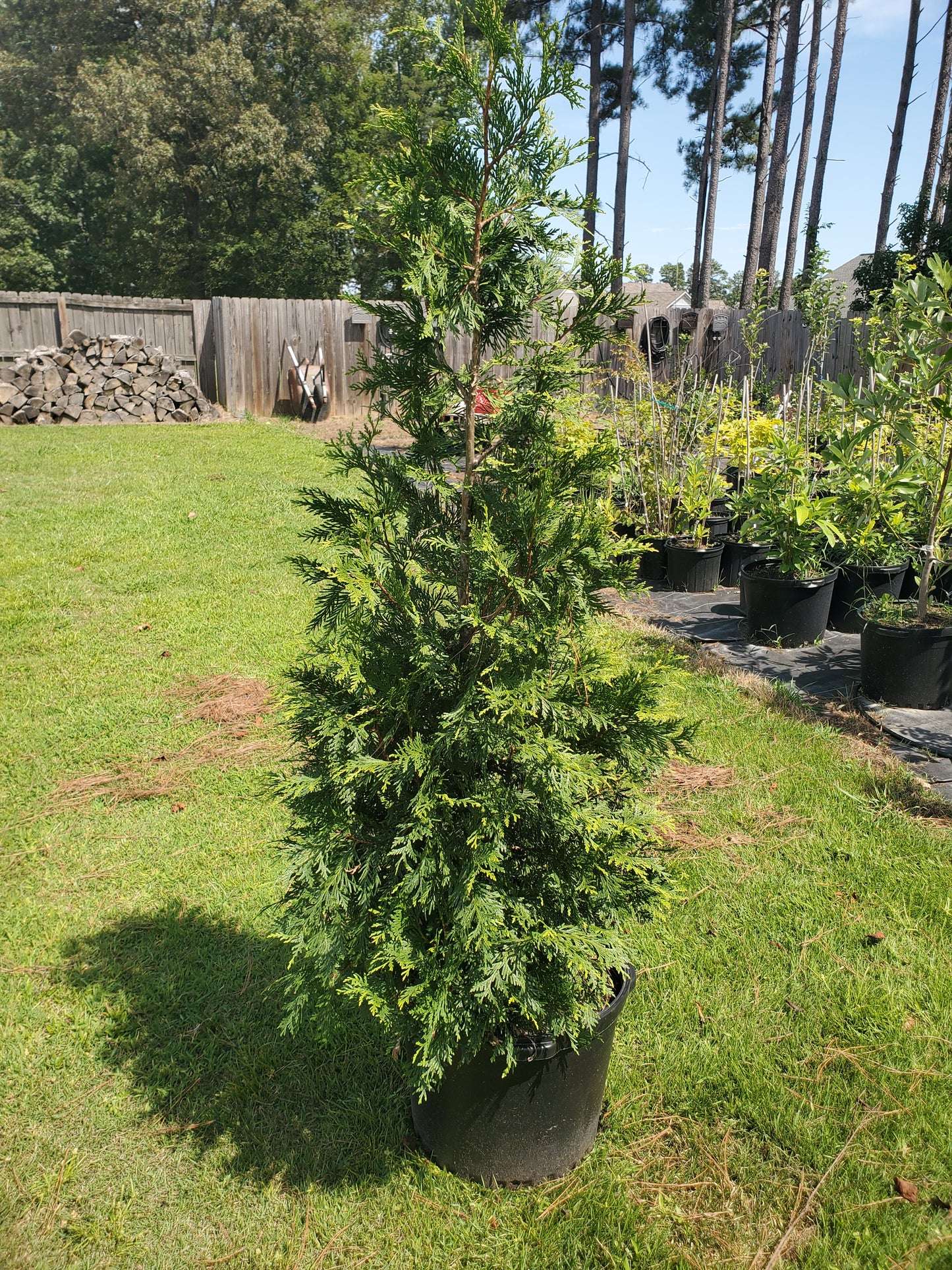 Thuja plicata 'Green Giant' Western Red Cedar, Giant Arborvitae