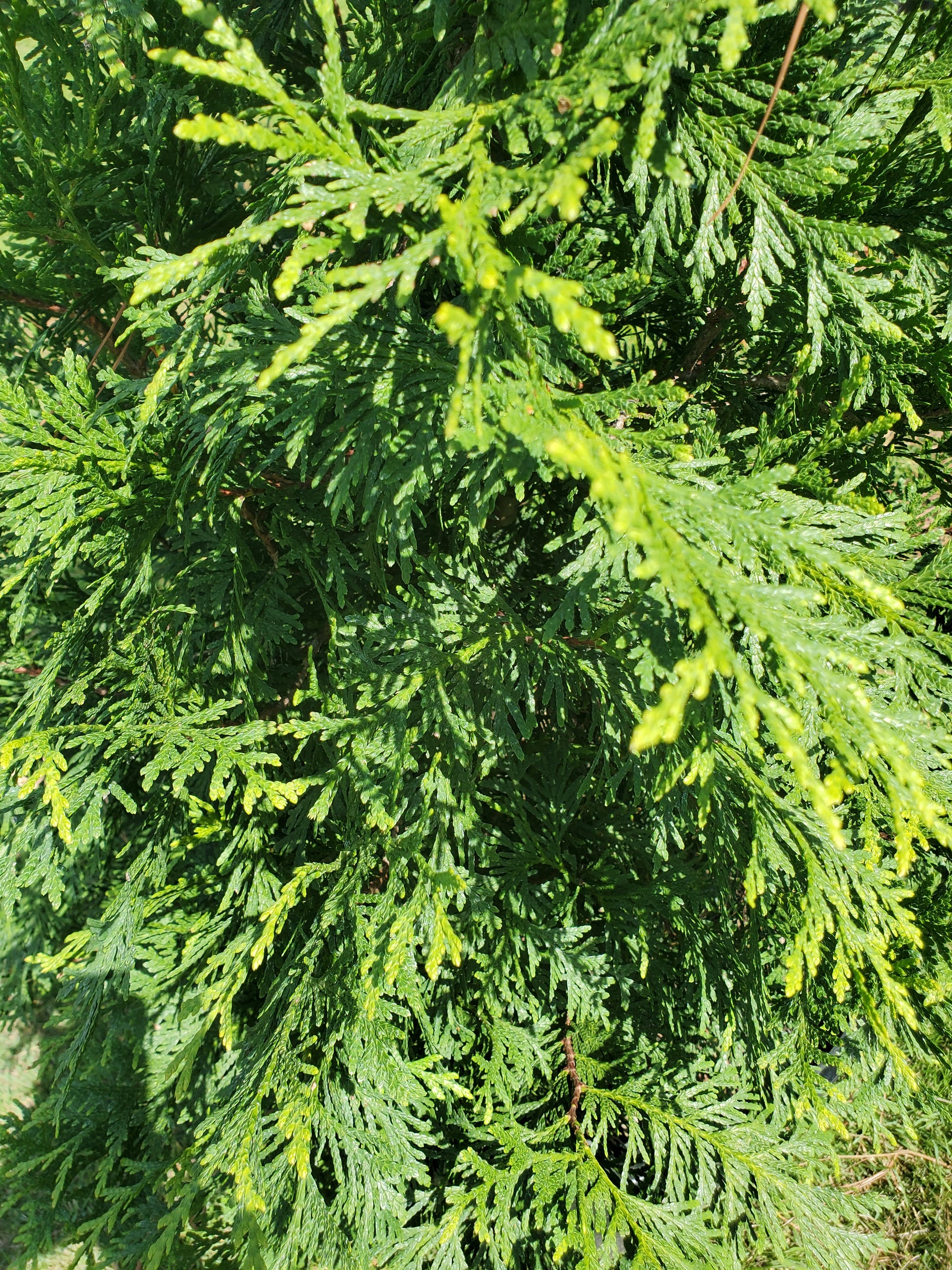 Arborvitae Green Giant Thuja plicata Western Red Cedar – Oakland Shade ...
