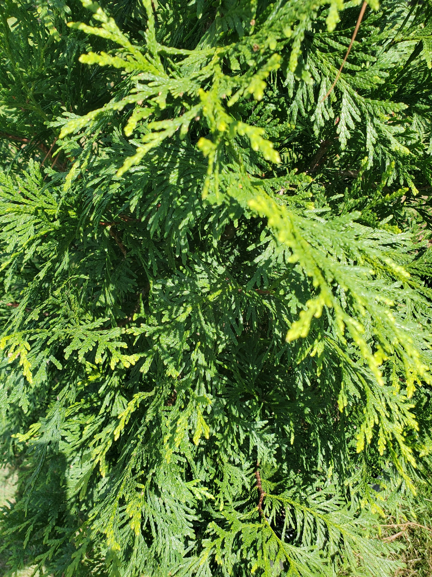 Thuja plicata 'Green Giant' Western Red Cedar, Giant Arborvitae