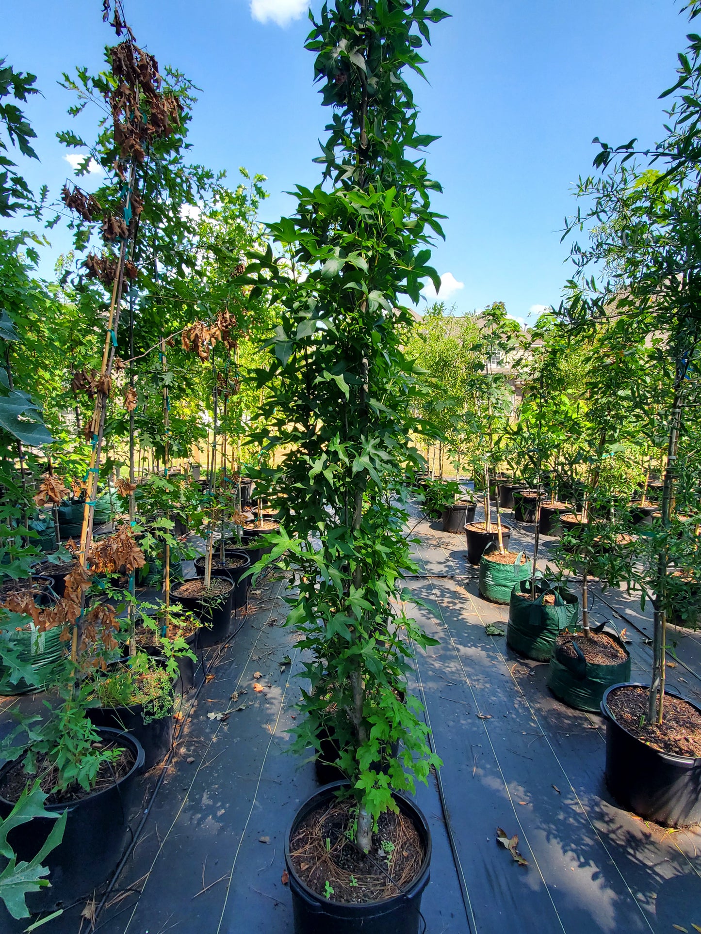 Liquidambar styraciflua 'Slender Silhouette' American Sweetgum