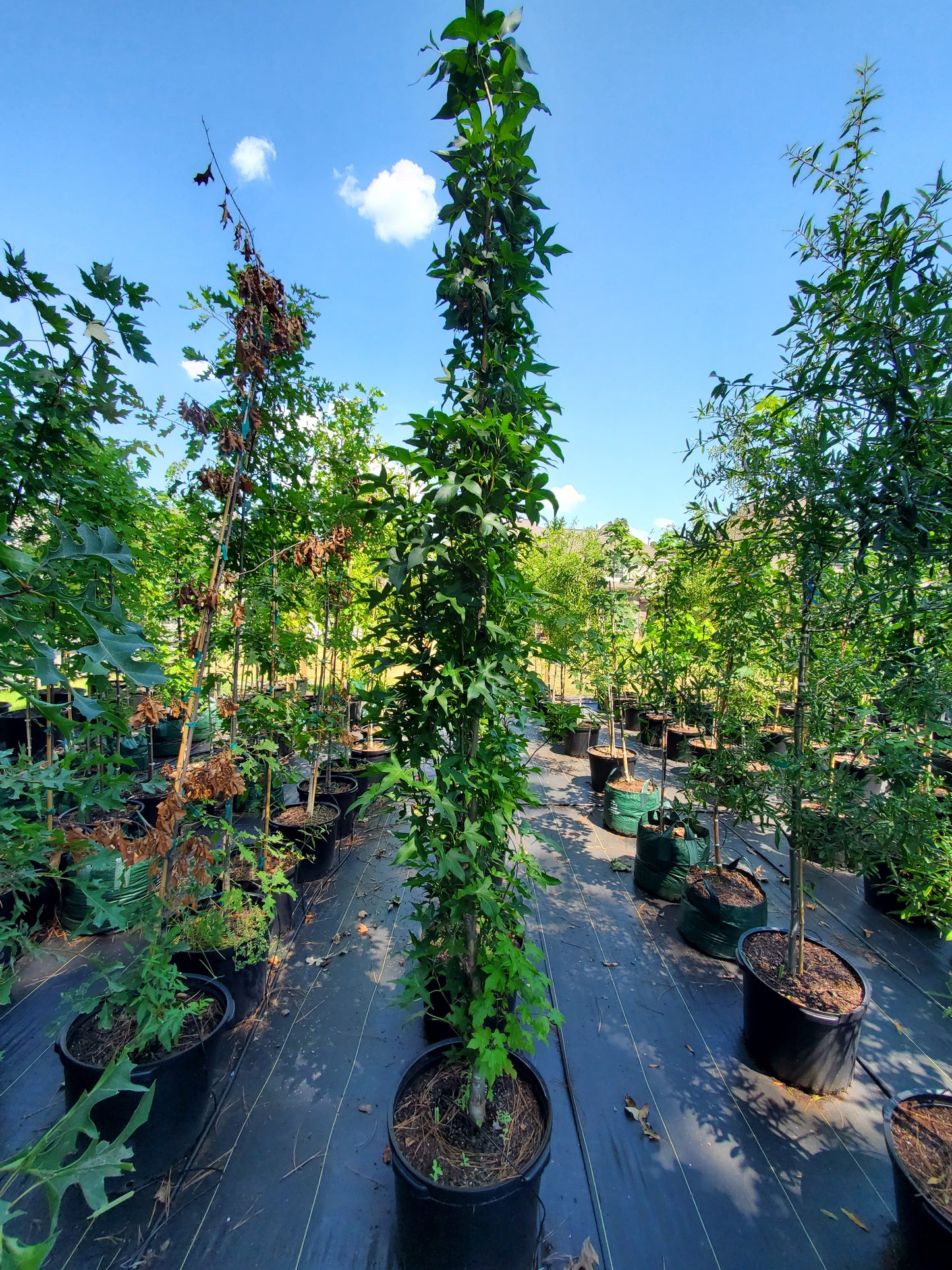 Liquidambar styraciflua 'Slender Silhouette' American Sweetgum