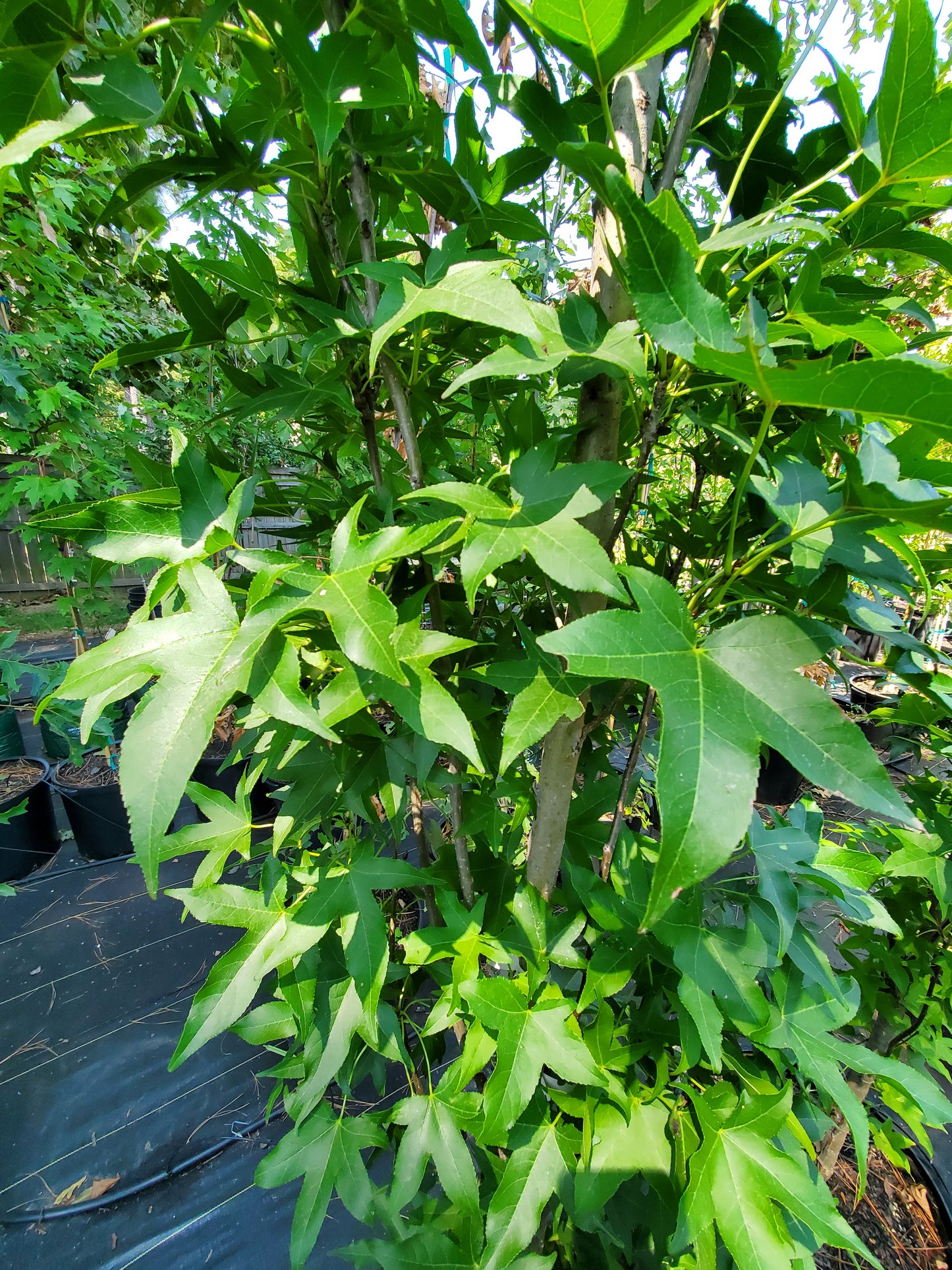 Liquidambar styraciflua 'Slender Silhouette' American Sweetgum