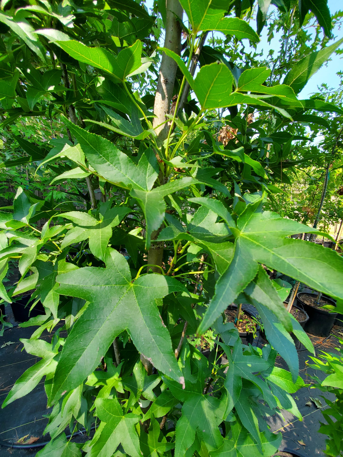 Liquidambar styraciflua 'Slender Silhouette' American Sweetgum