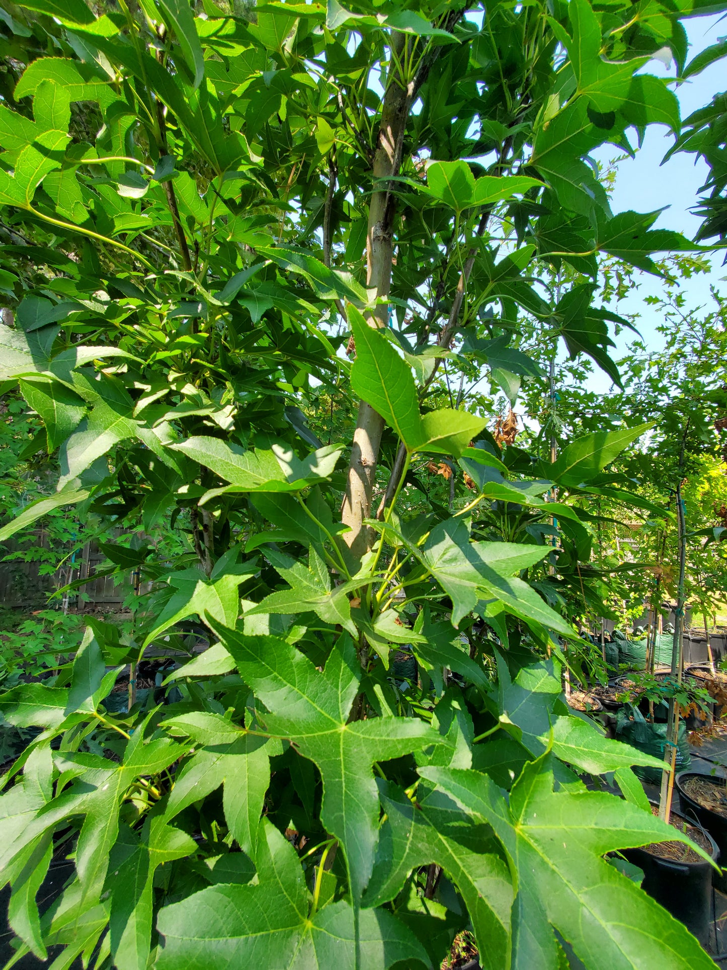 Liquidambar styraciflua 'Slender Silhouette' American Sweetgum