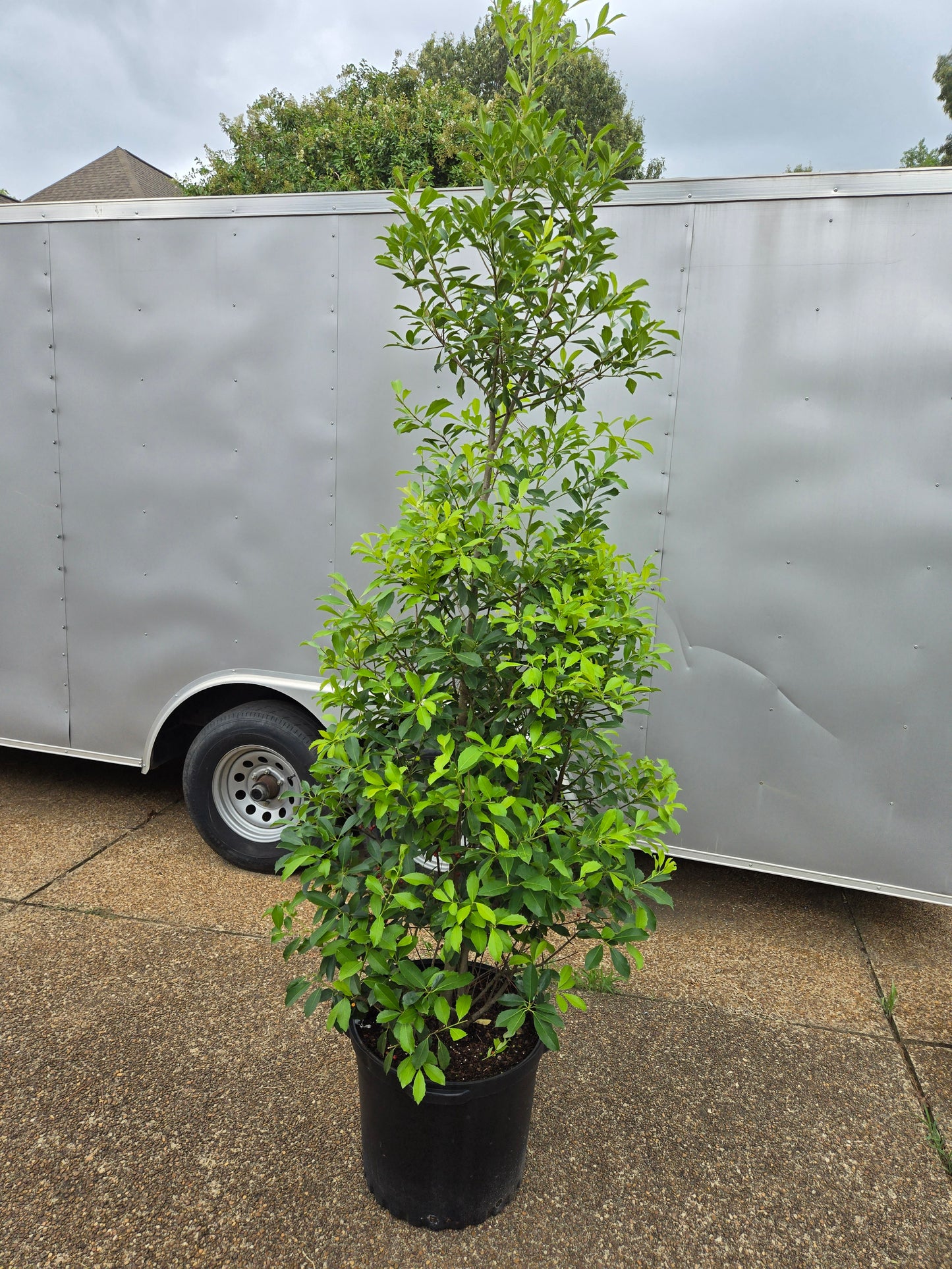 Savannah Holly (Ilex x attenuata 'Savannah')