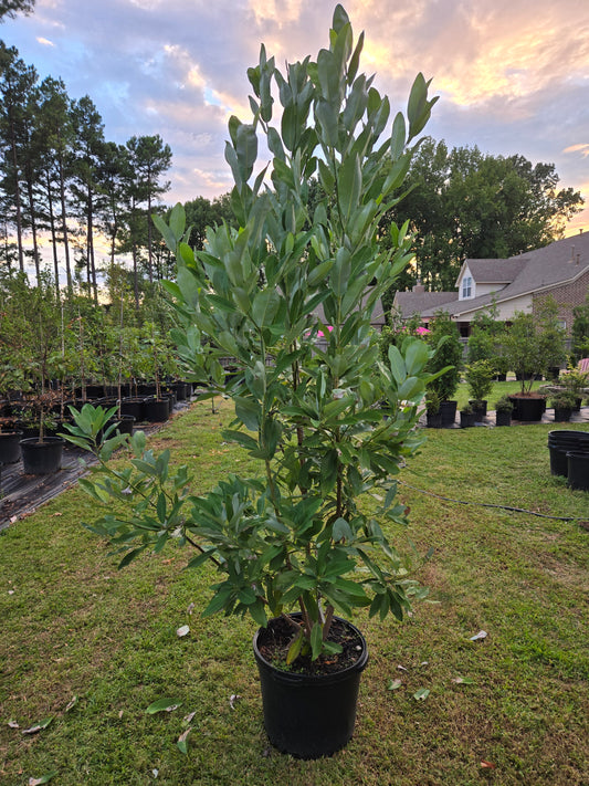 Sweet Bay Magnolia Also Known as Moonglow Magnolia (Magnolia virginiana)