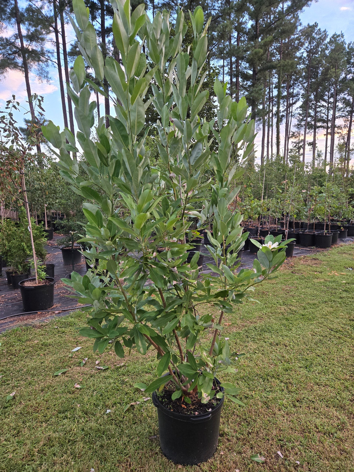 Sweet Bay Magnolia Also Known as Moonglow Magnolia (Magnolia virginiana)