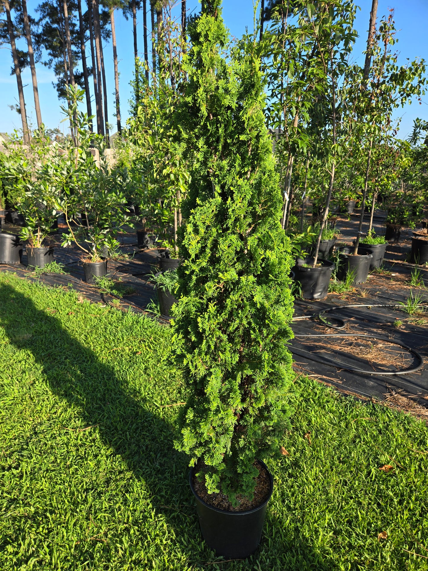 DeGroot's Spire Arborvitae Thuja occidentalis False White Cedar