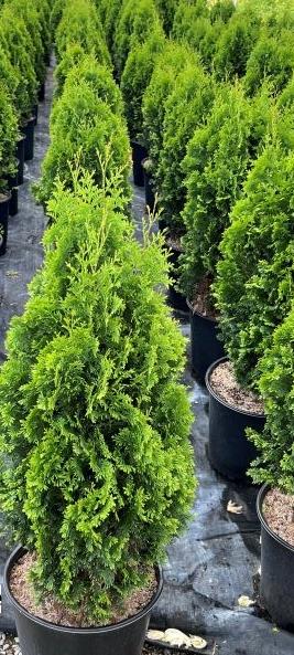 Arborvitae Thuja occidentalis 'DeGroot's Spire' , False White Cedar