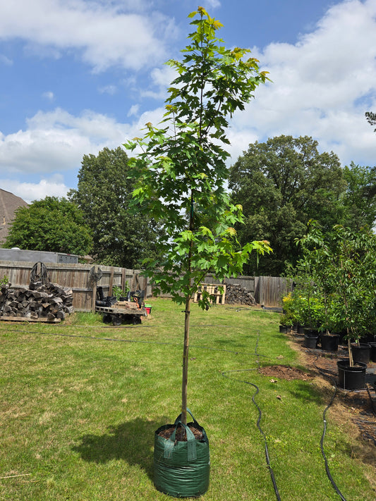 Autumn Blaze Red Maple  ('Acer x freemanii 'Jeffersred' Freeman Red Maple)