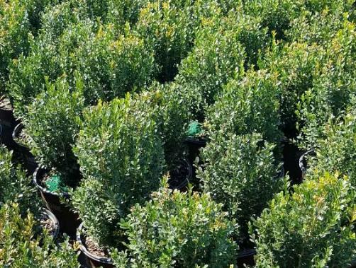 Buxus macrophylla asiaticum 'Greggem' Boxwood 'Baby Gem'