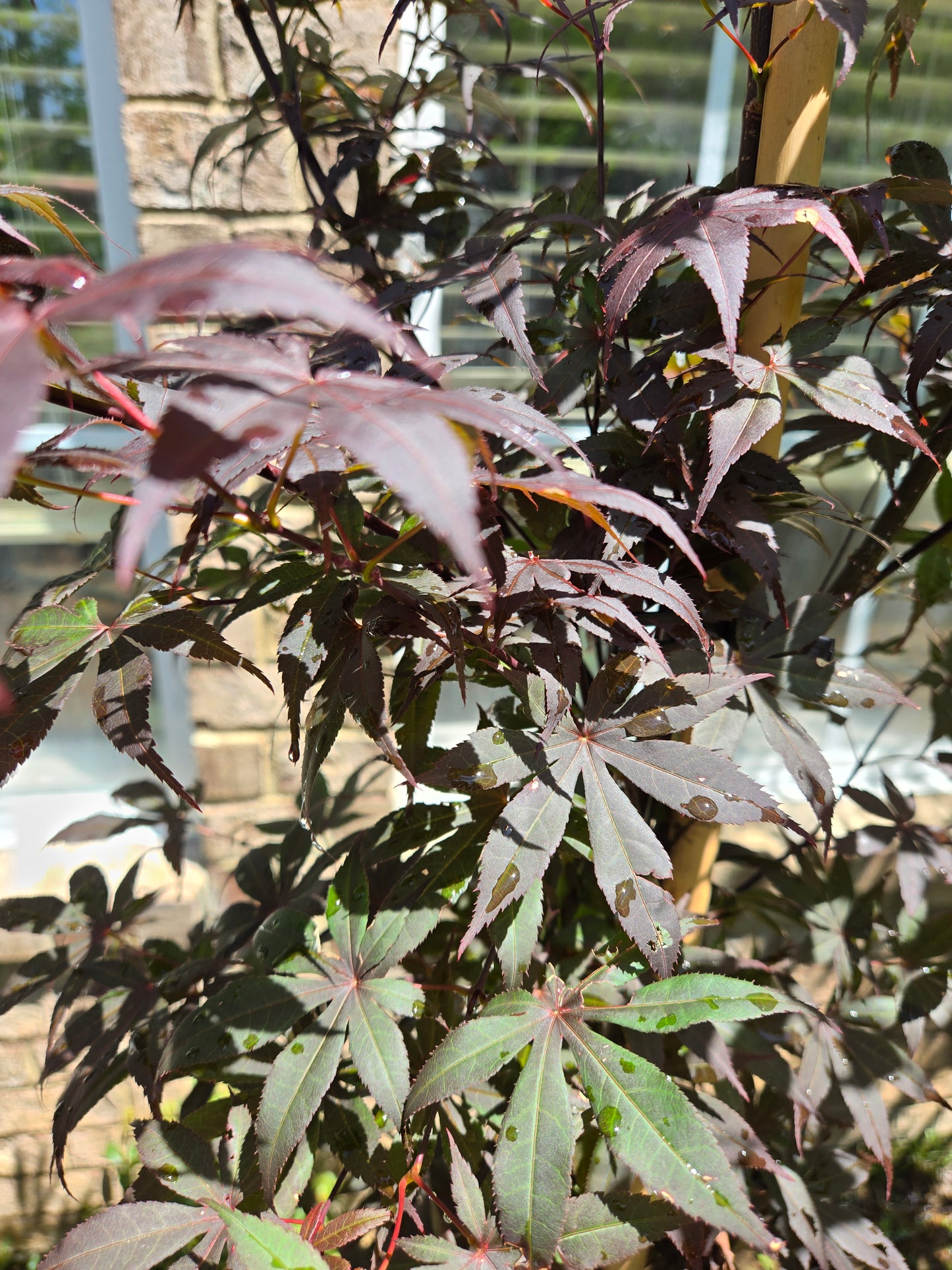 Bloodgood Japanese Maple Acer palmatum