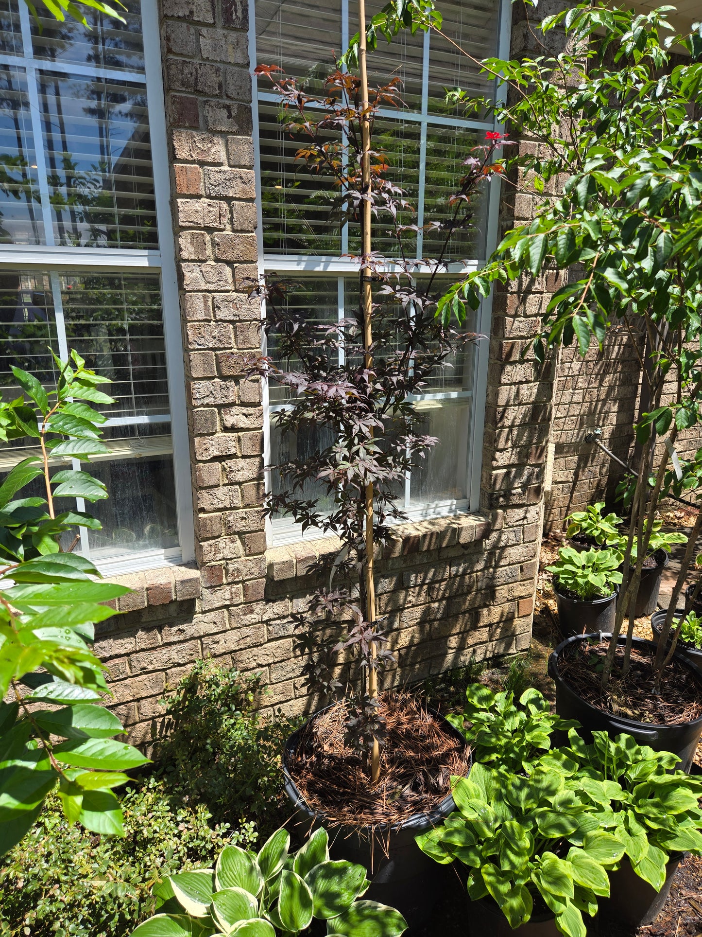 Bloodgood Japanese Maple Acer palmatum