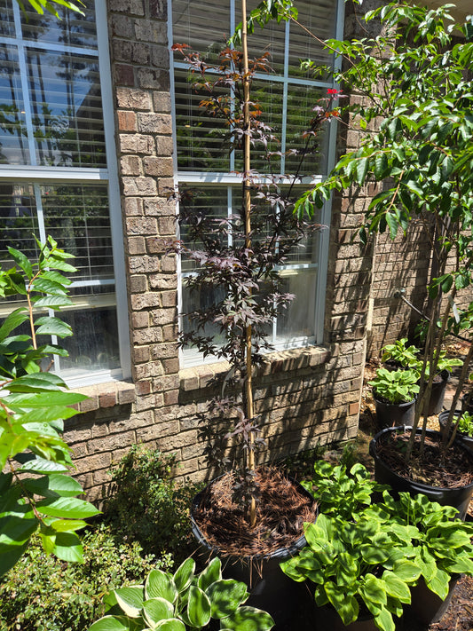 Bloodgood Japanese Maple Acer palmatum