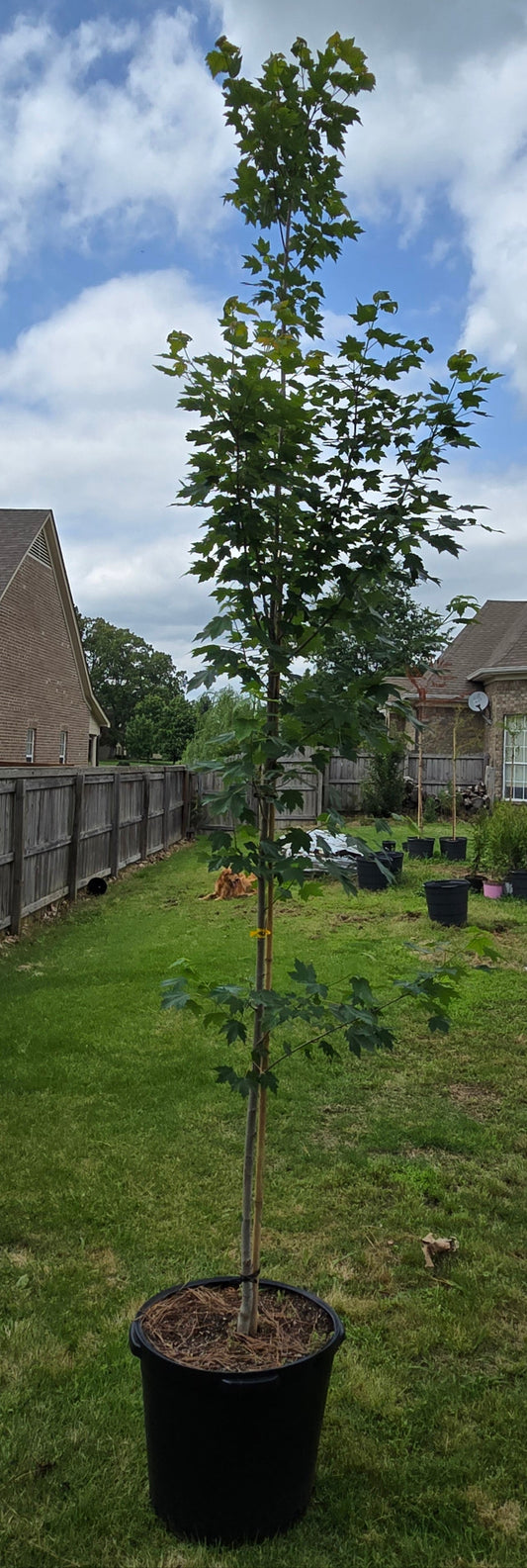 Brandywine Red Maple 'Acer rubrum '