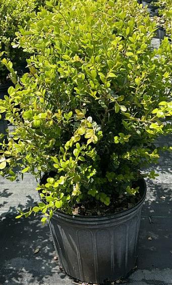 Buxus microphylla 'Wintergreen' Littleleaf Boxwood