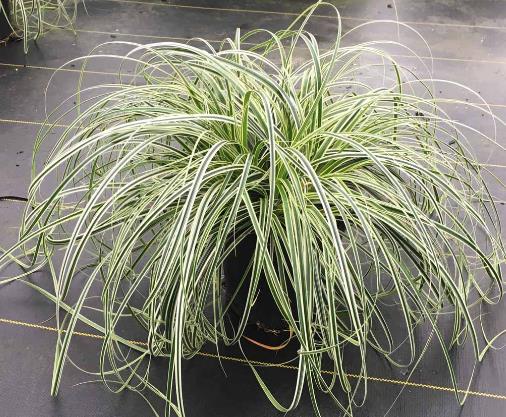 Carex oshimensis 'Feather Falls' Oshima kan suge, Japanese Sedge, Carex hachijoensis