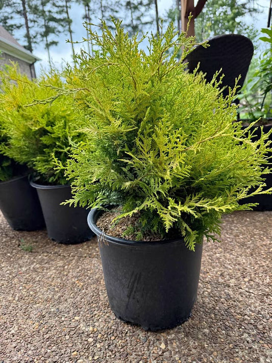 Cypress Vintage Gold