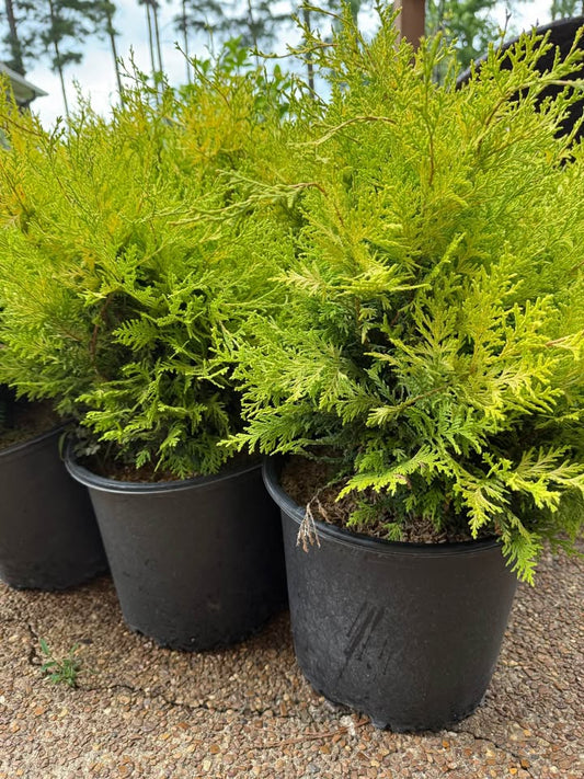 Cypress Vintage Gold