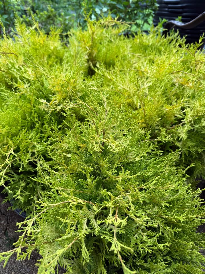 Cypress Vintage Gold