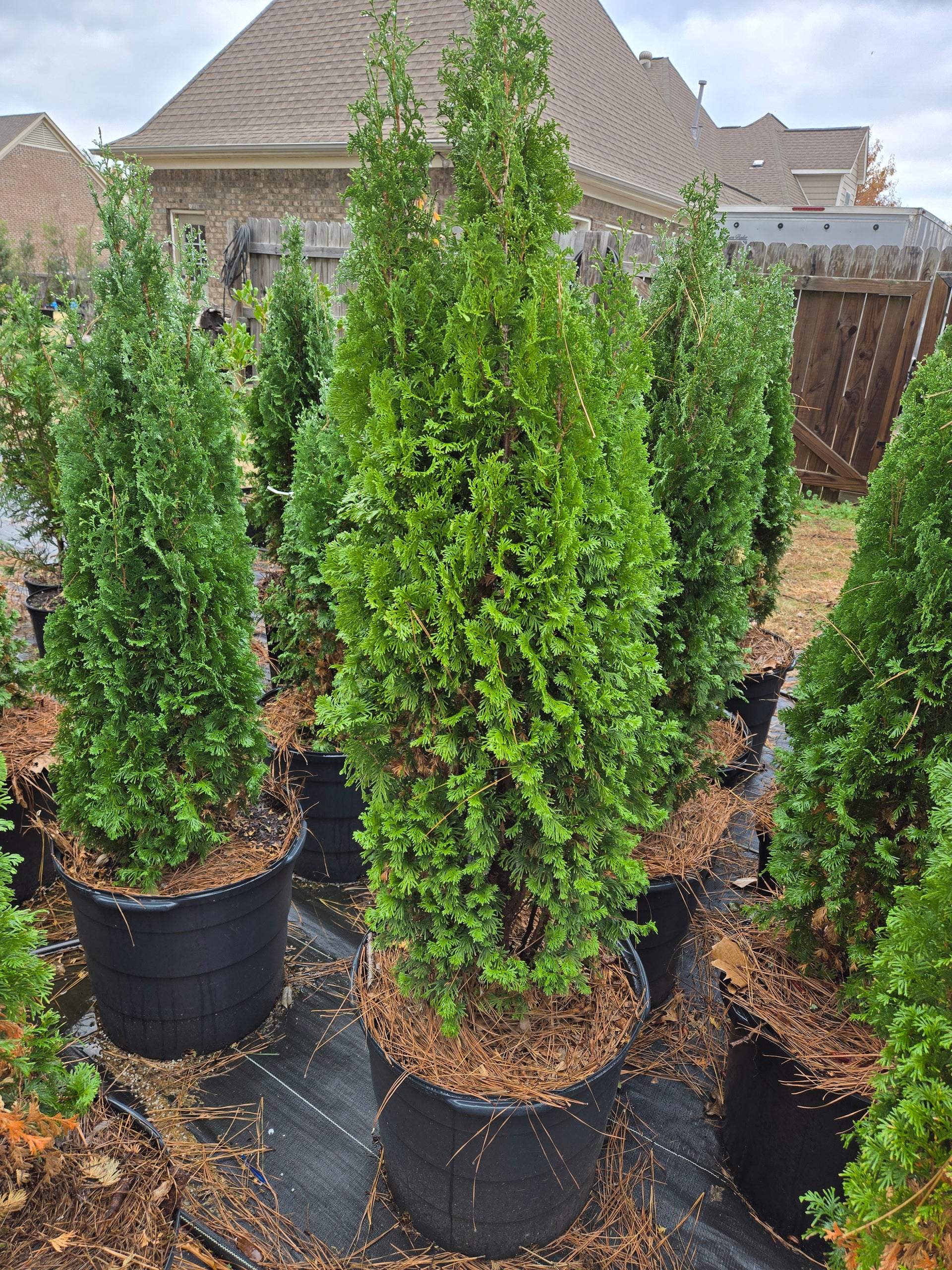 DeGroot's Spire Arborvitae Thuja occidentalis False White Cedar – Oakland  Shade Trees & Nursery