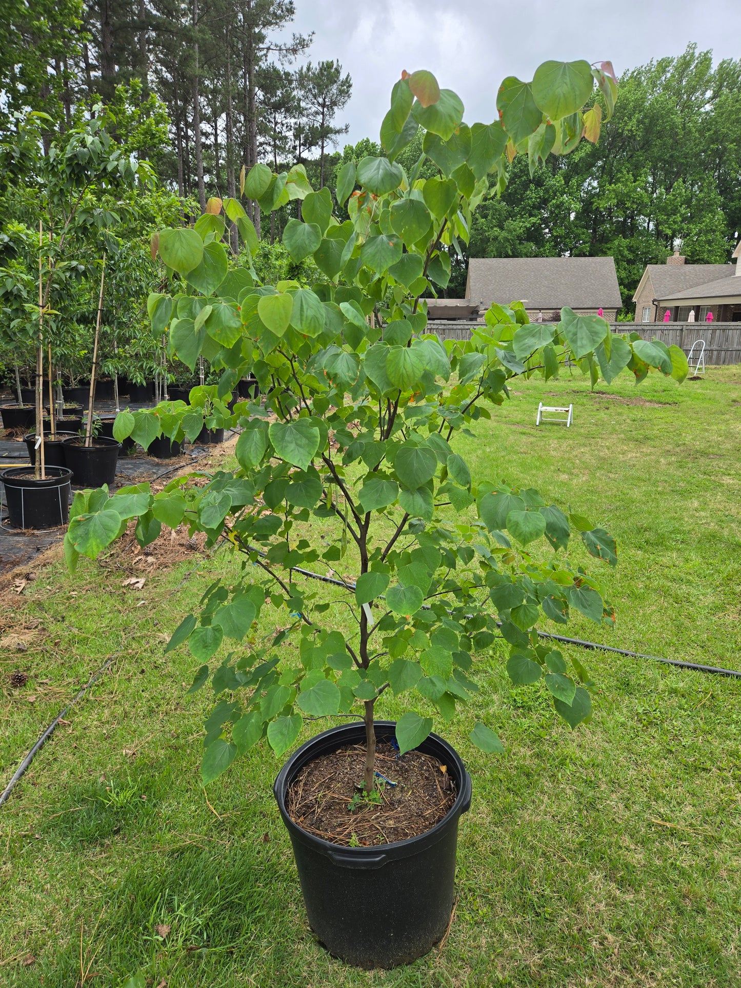 Eastern Redbud Cercis canadensis