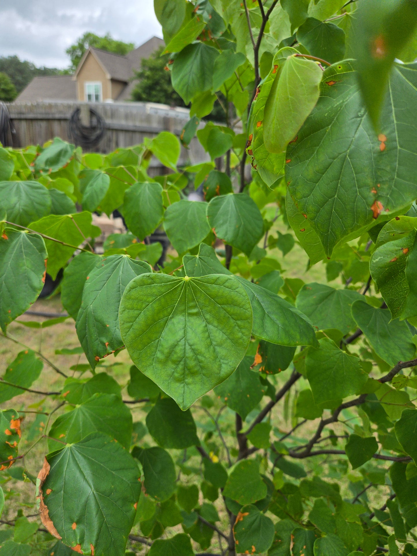 Eastern Redbud Cercis canadensis