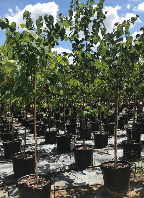 Eastern Redbud Cercis canadensis